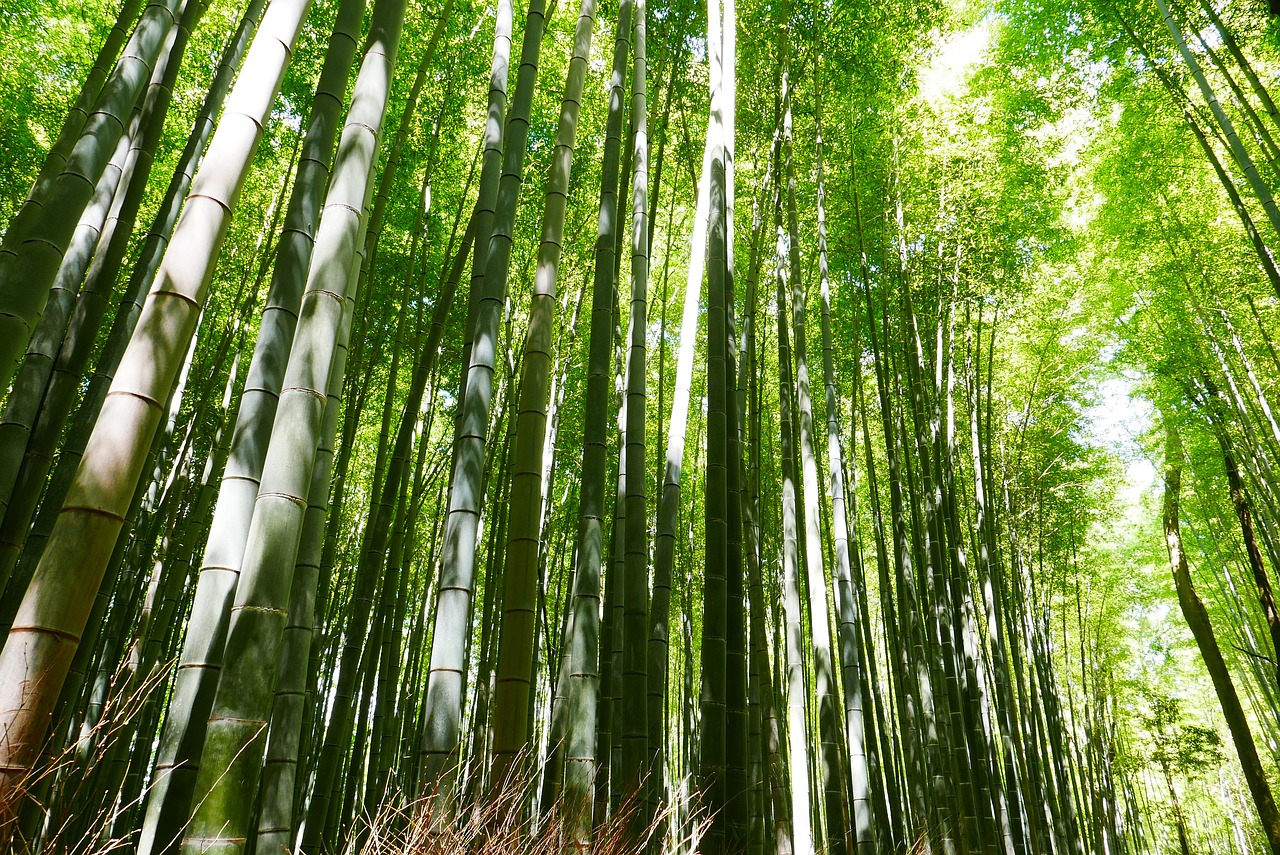 bamboo japan kyoto free photo