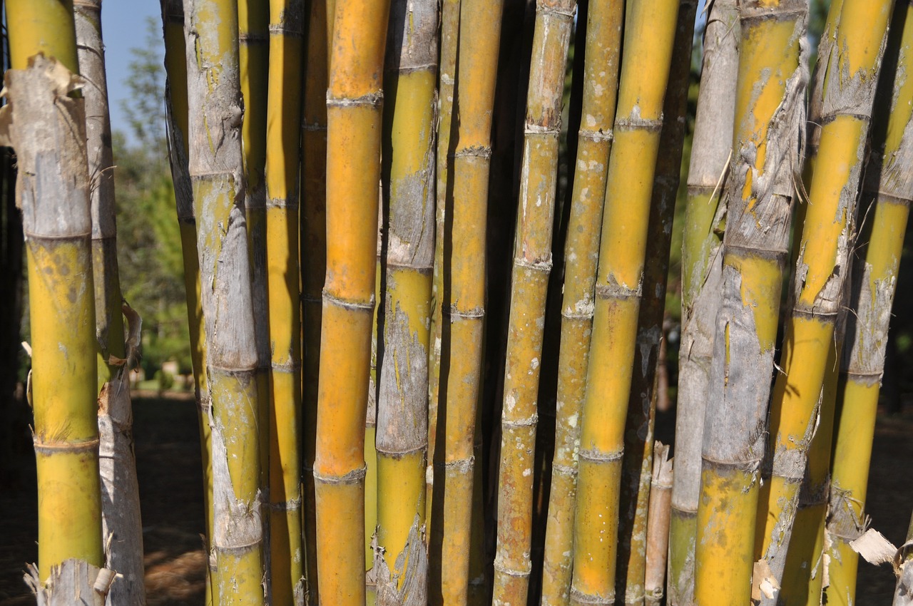 bamboo botany asia free photo