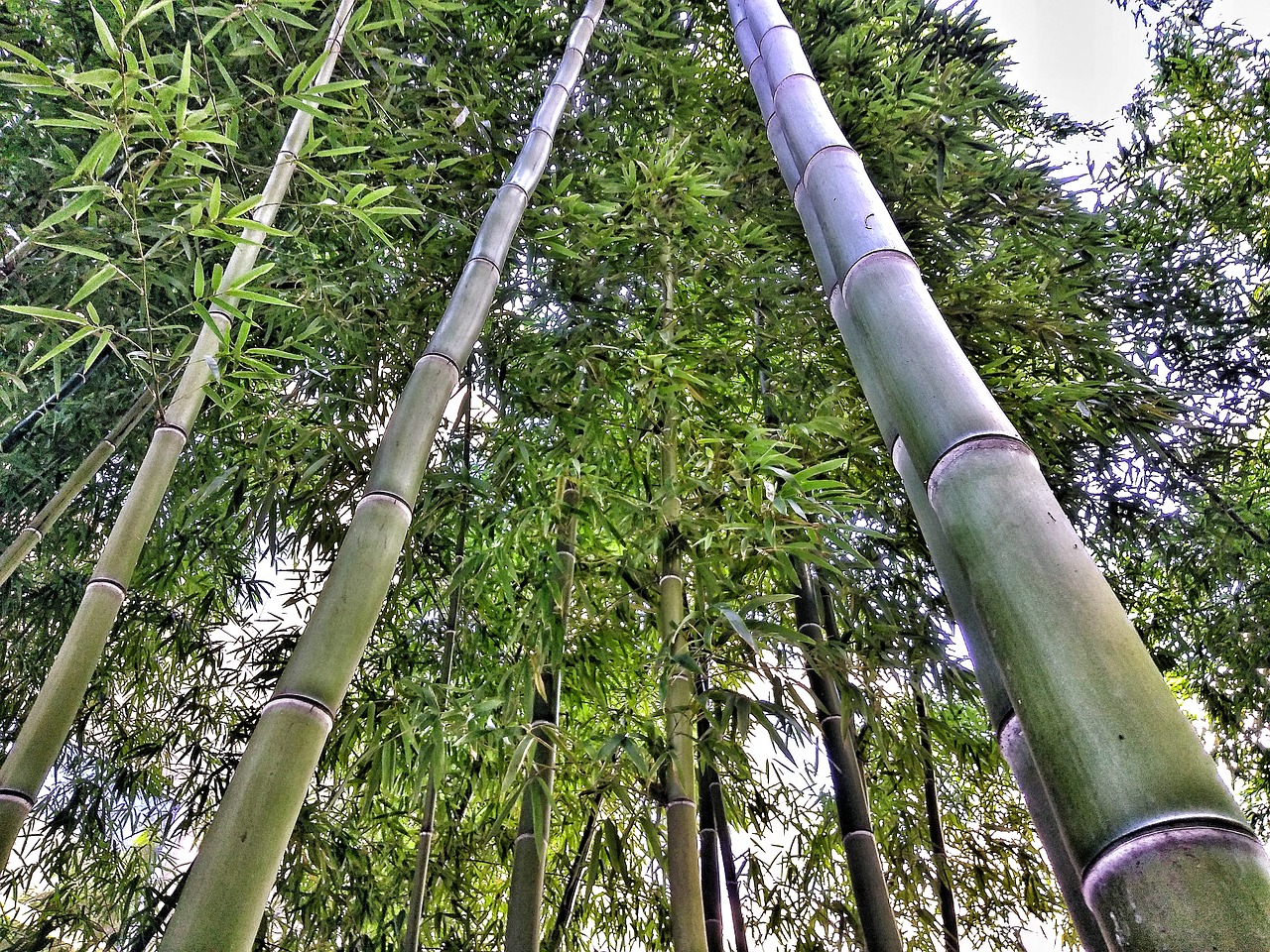bamboo nature tree free photo