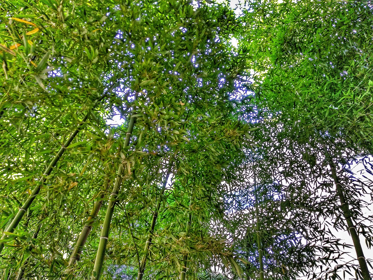 bamboo nature tree free photo