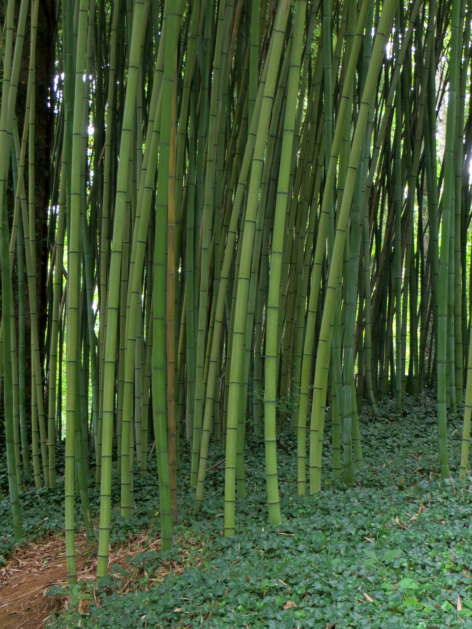 bamboo garden plant free photo