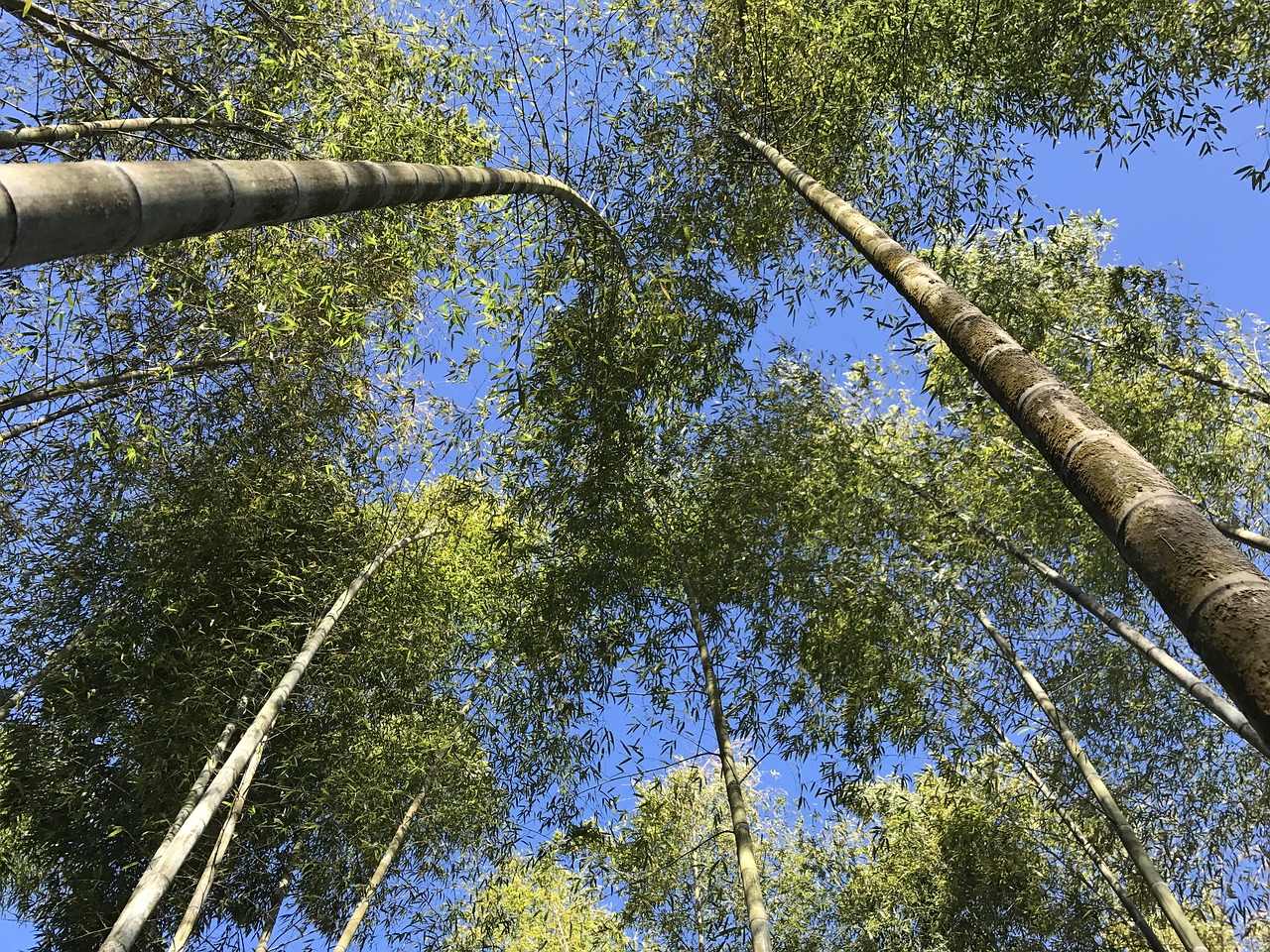 bamboo green tree free photo