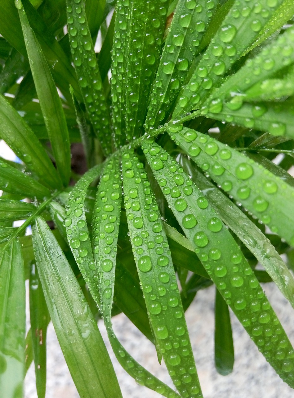 bamboo dew plant free photo