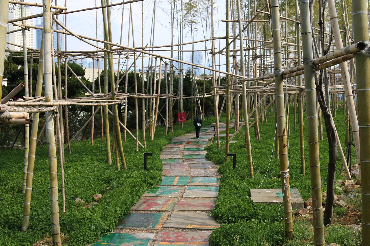 bamboo forest ecology free photo