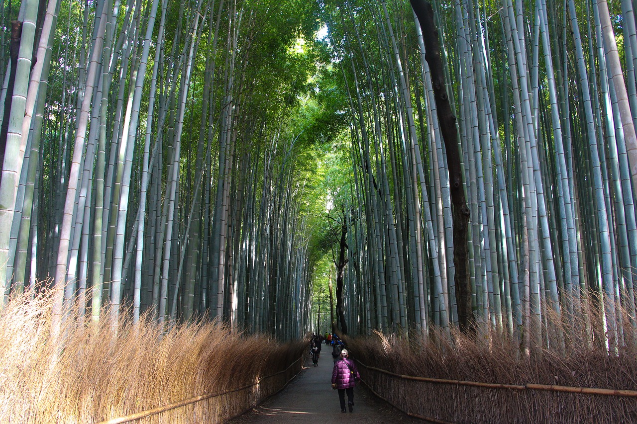 bamboo forest kyoto free photo