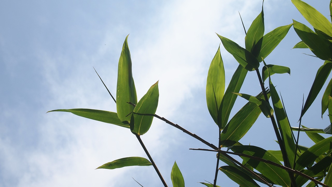 bamboo bamboo leaves blue day free photo