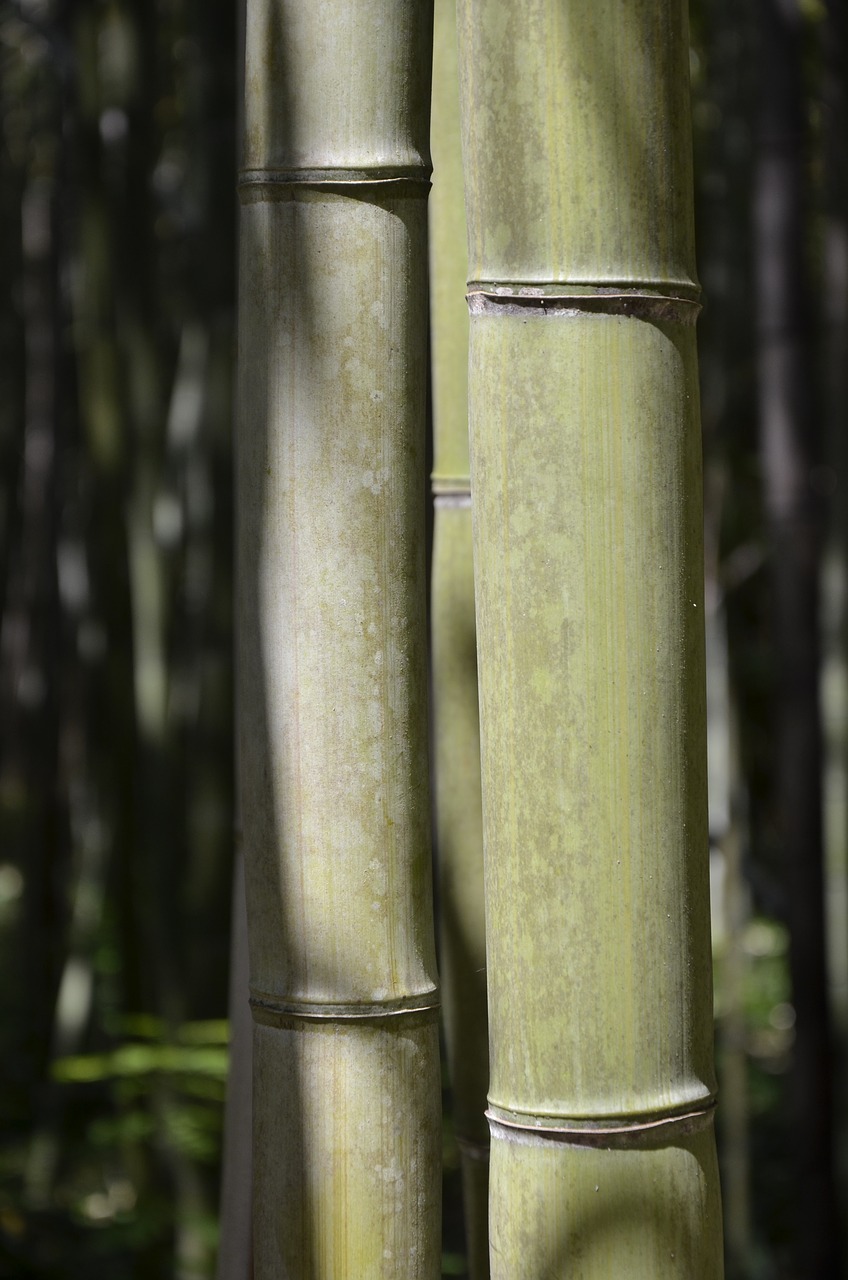 bamboo green nature free photo