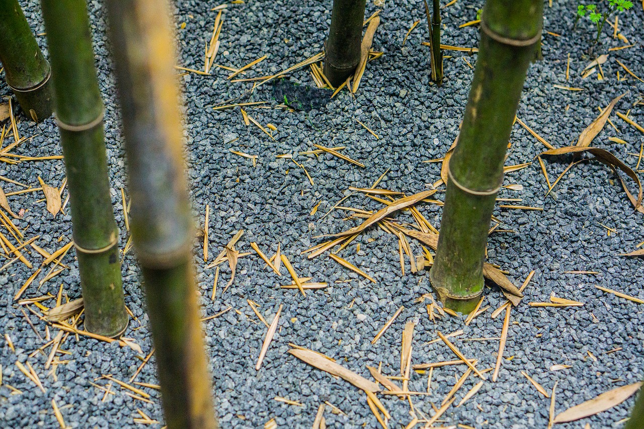 bamboo gravel sand and gravel free photo