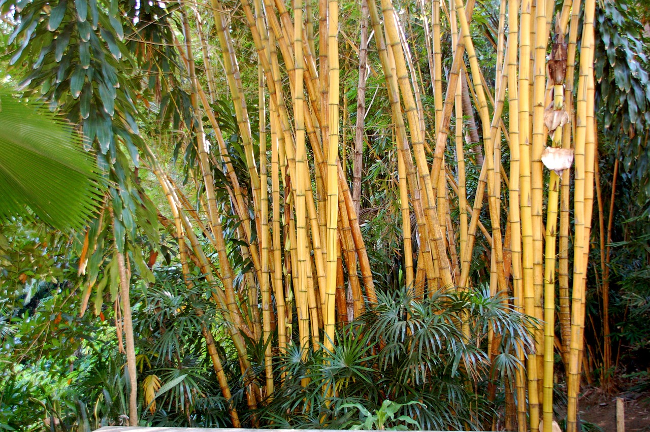 bamboo bali nature free photo