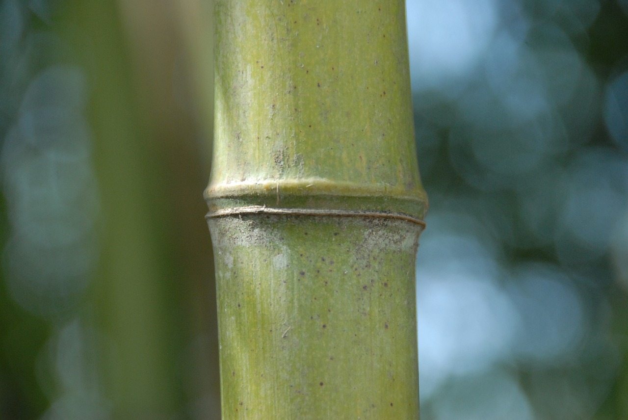 bamboo grass nature free photo