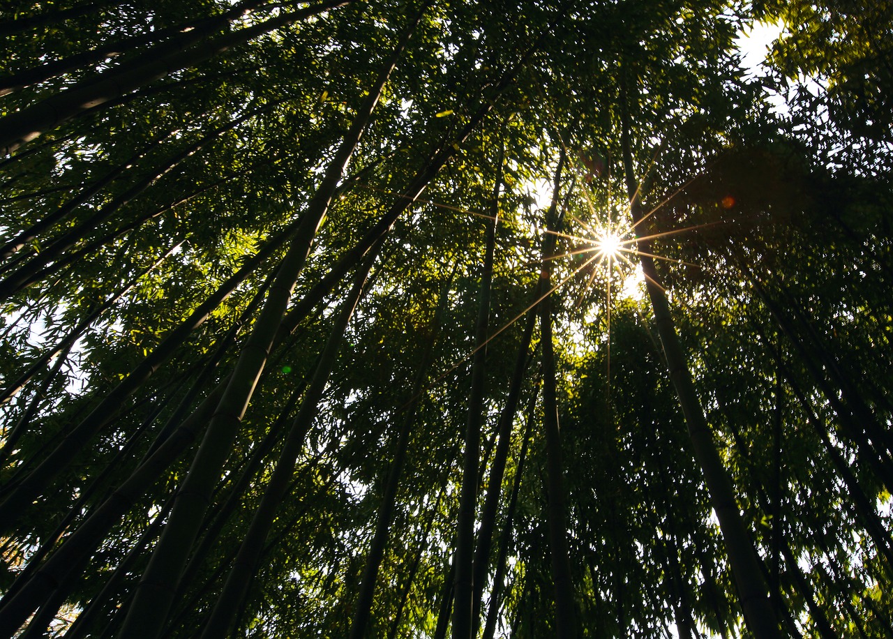 bamboo the scenery shade free photo