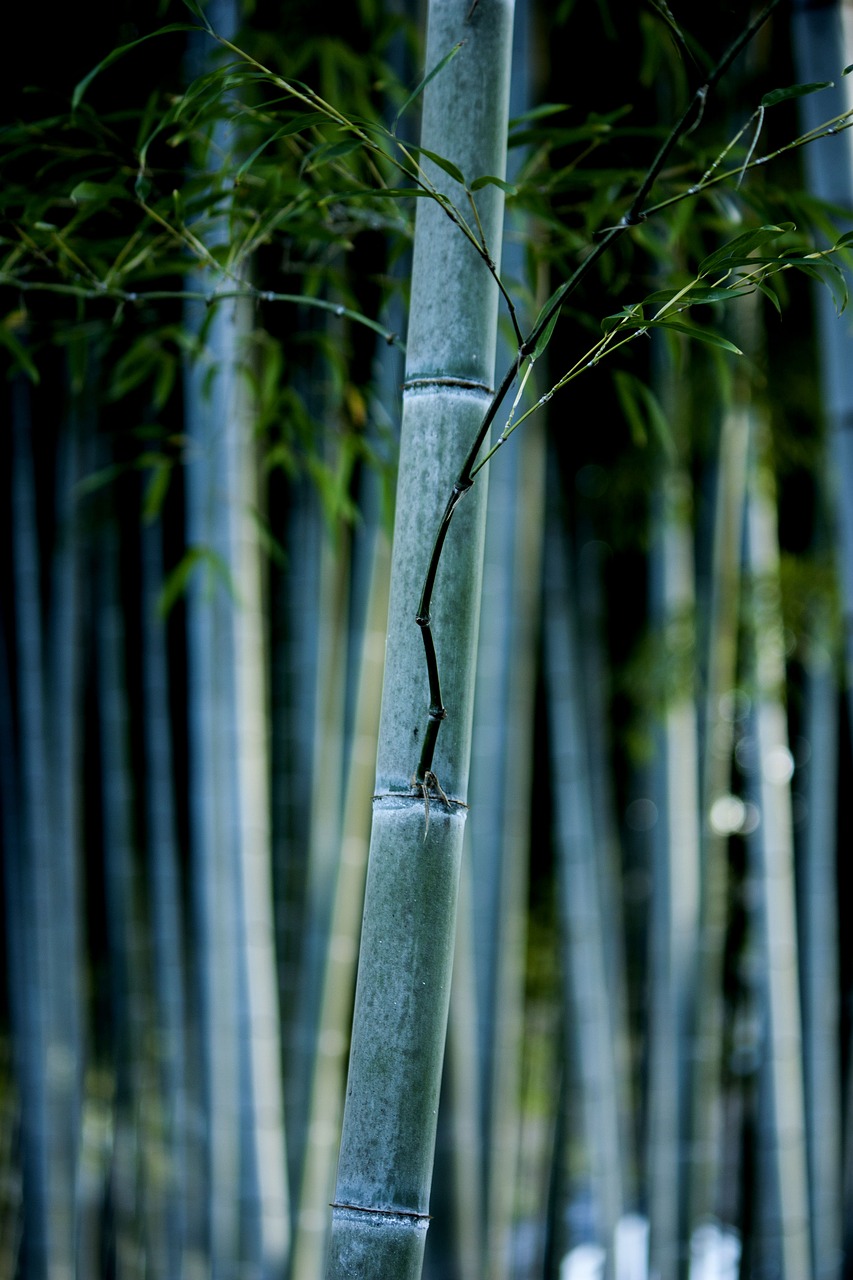bamboo nature forest free photo