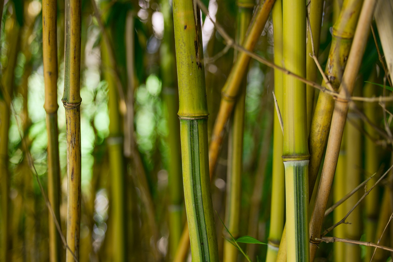 bamboo tree plant free photo