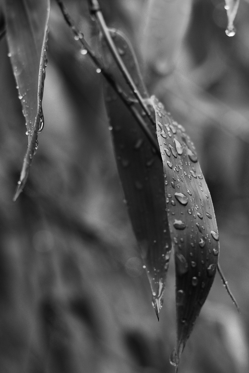 bamboo leaves rainy day free photo