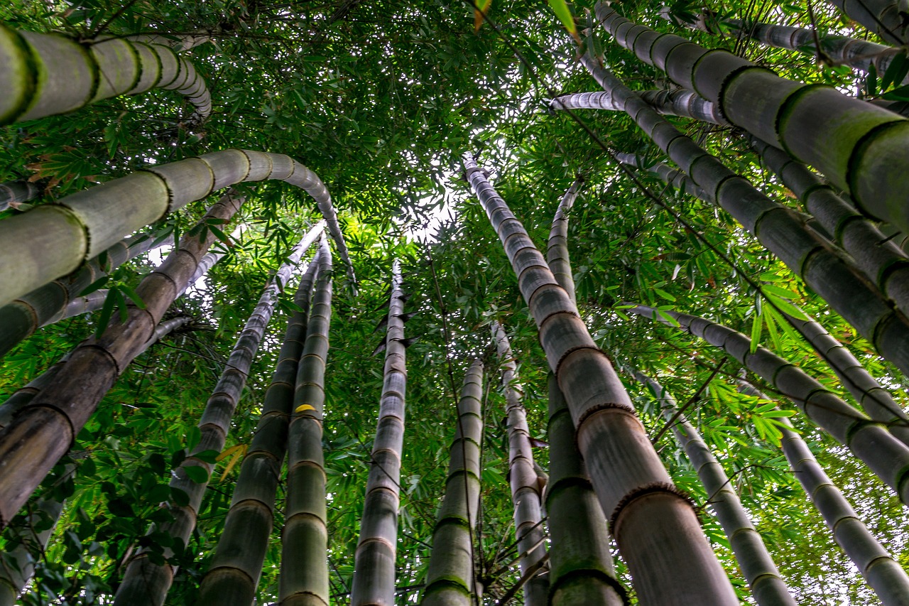 bamboo tree green free photo