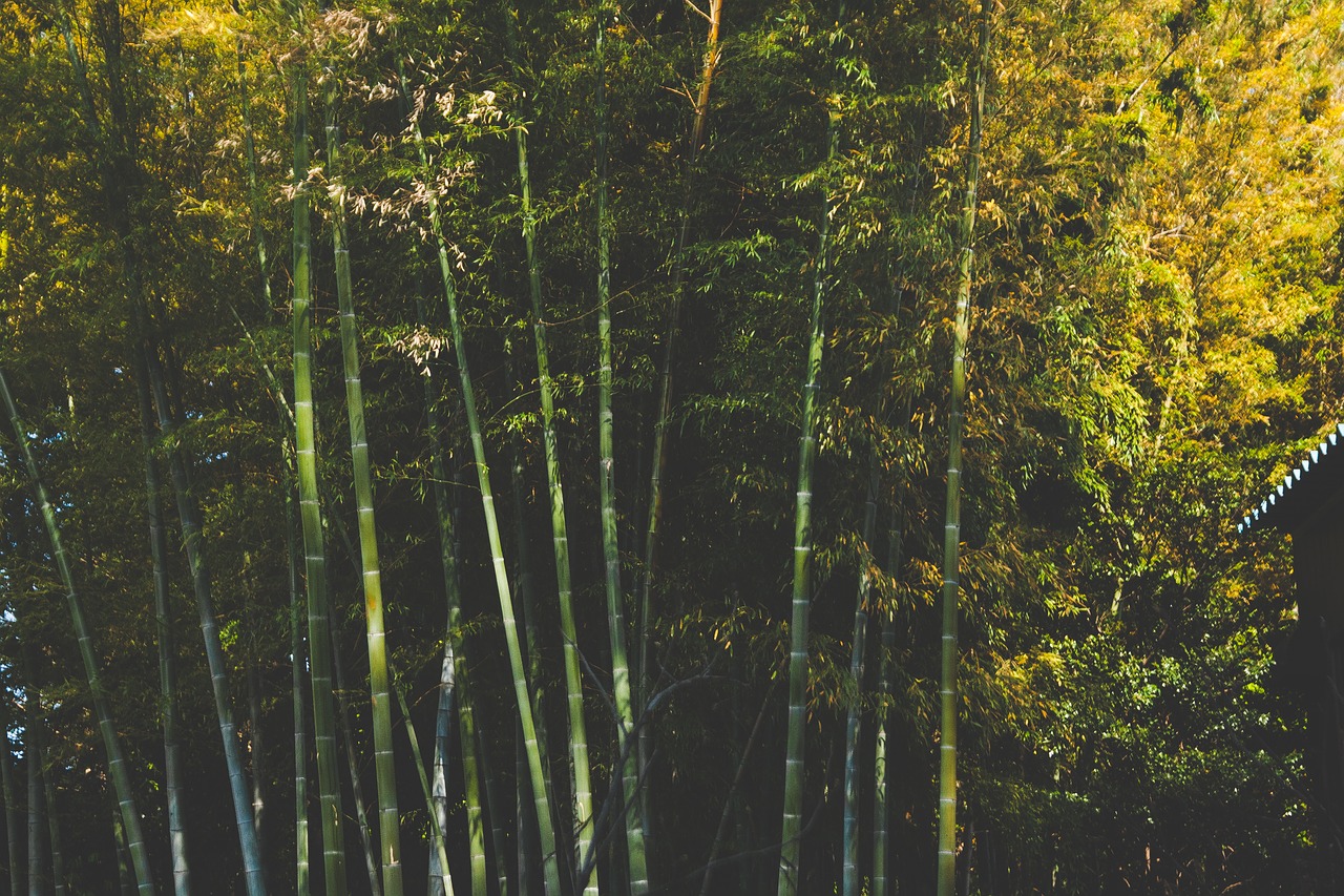 bamboo trees forest free photo