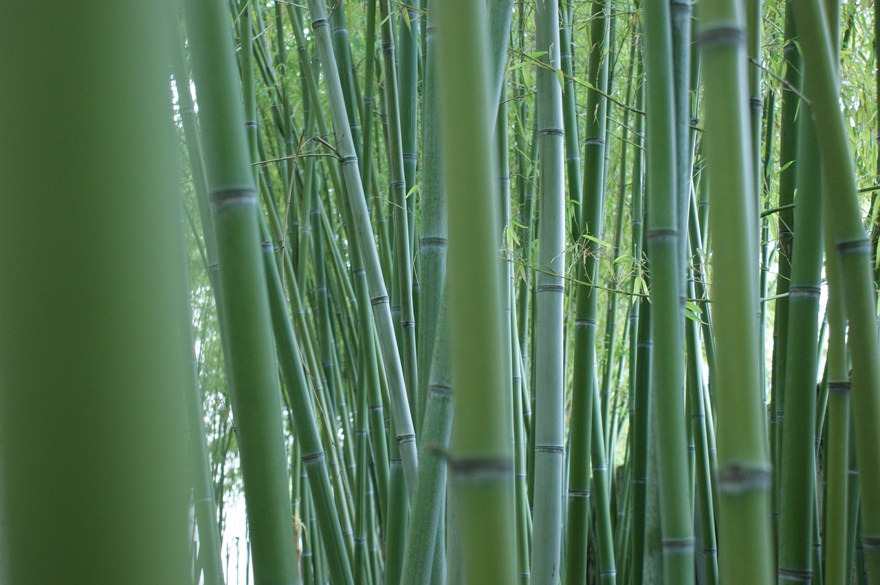 bamboo stalks bamboo forest free photo