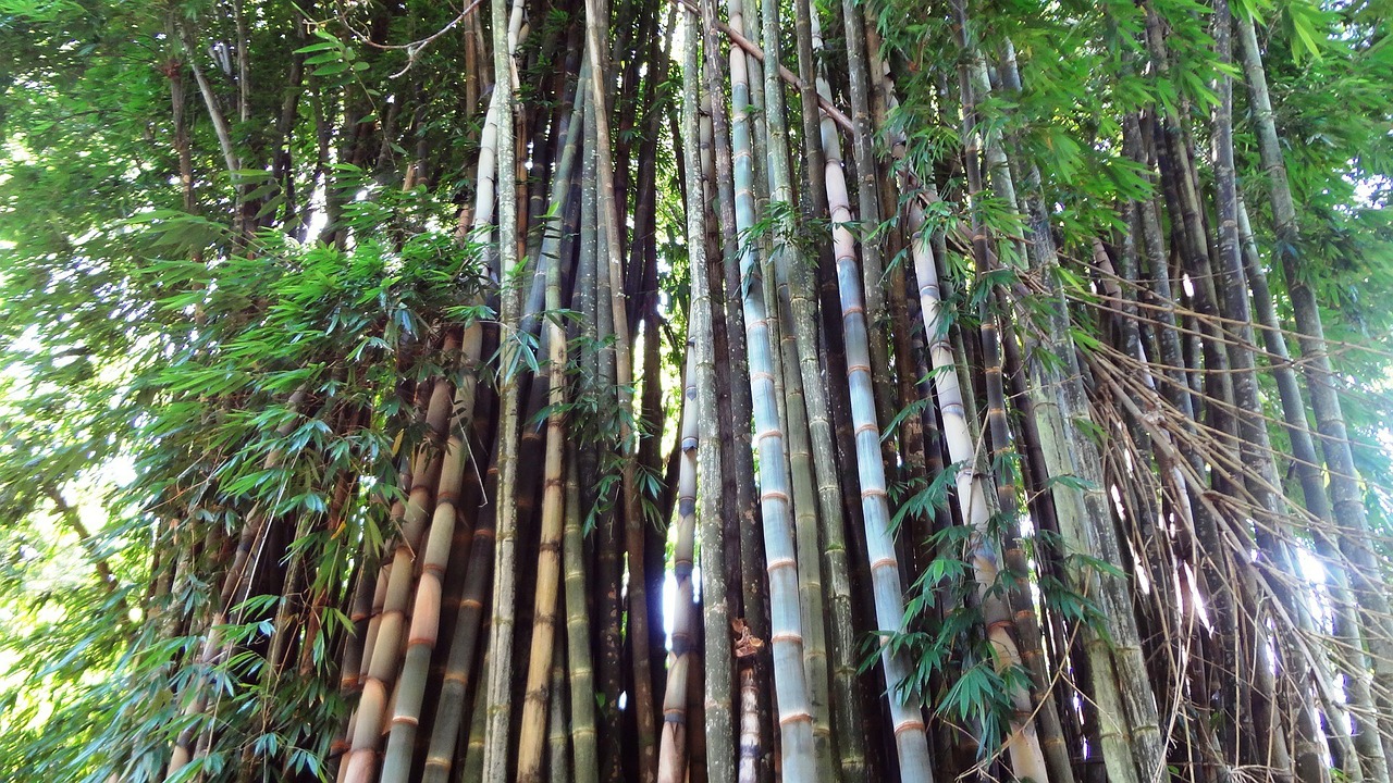 bamboo bamboo grove bamboos free photo