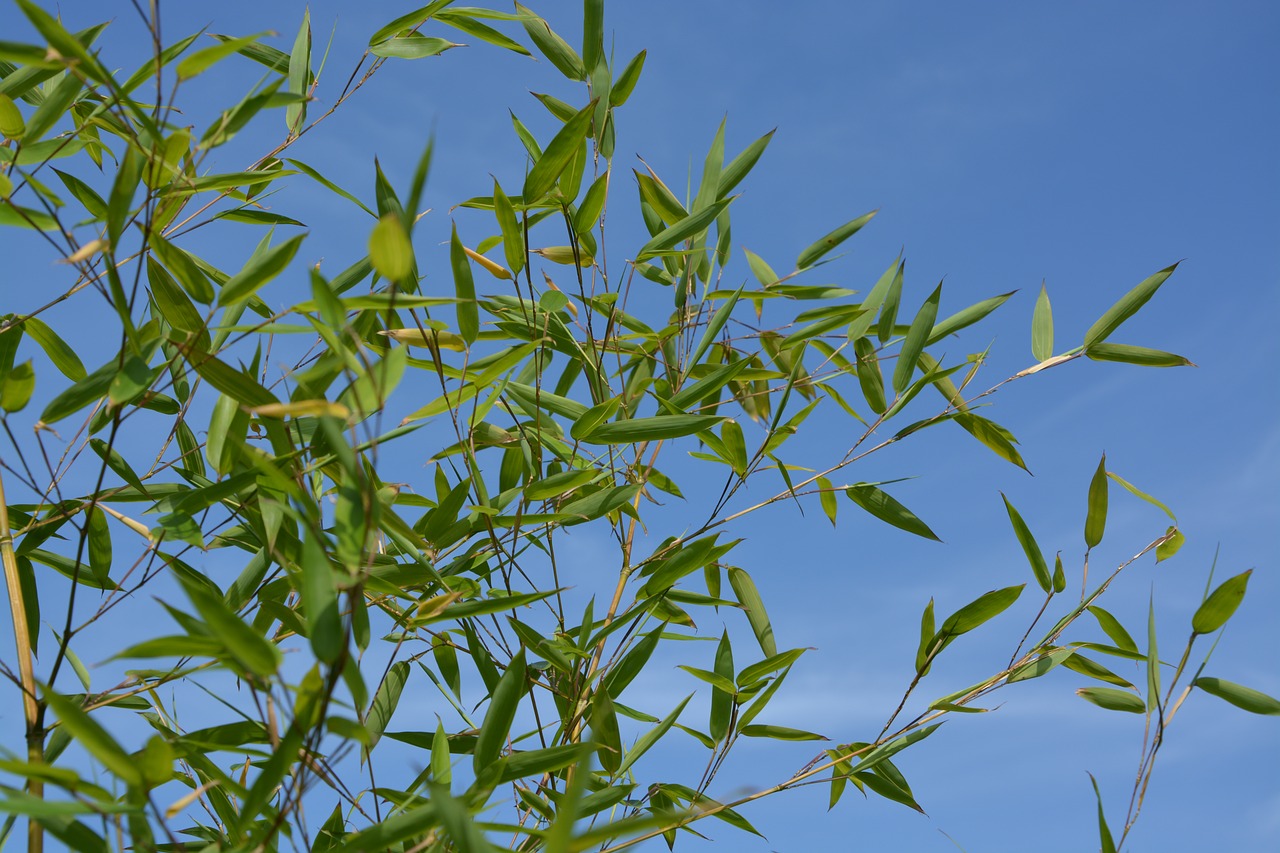 bamboo seed plant shooting free photo