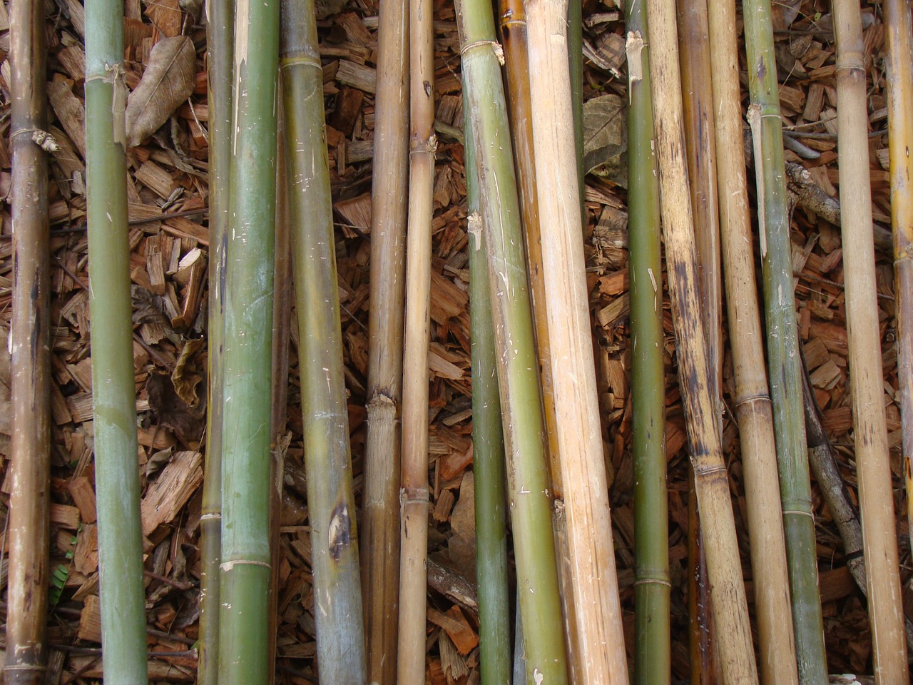 bamboo bamboo rods plant free photo