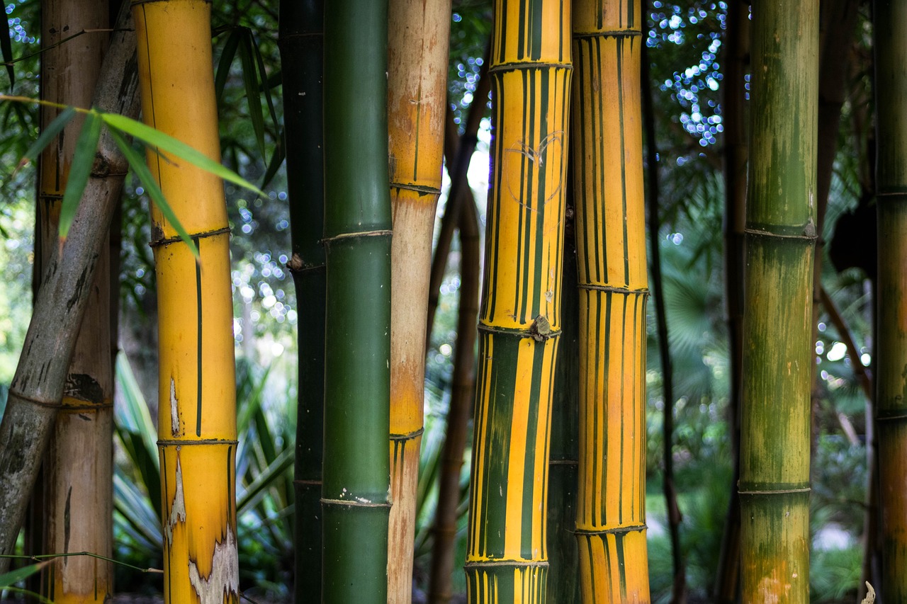 bamboo cana plant free photo