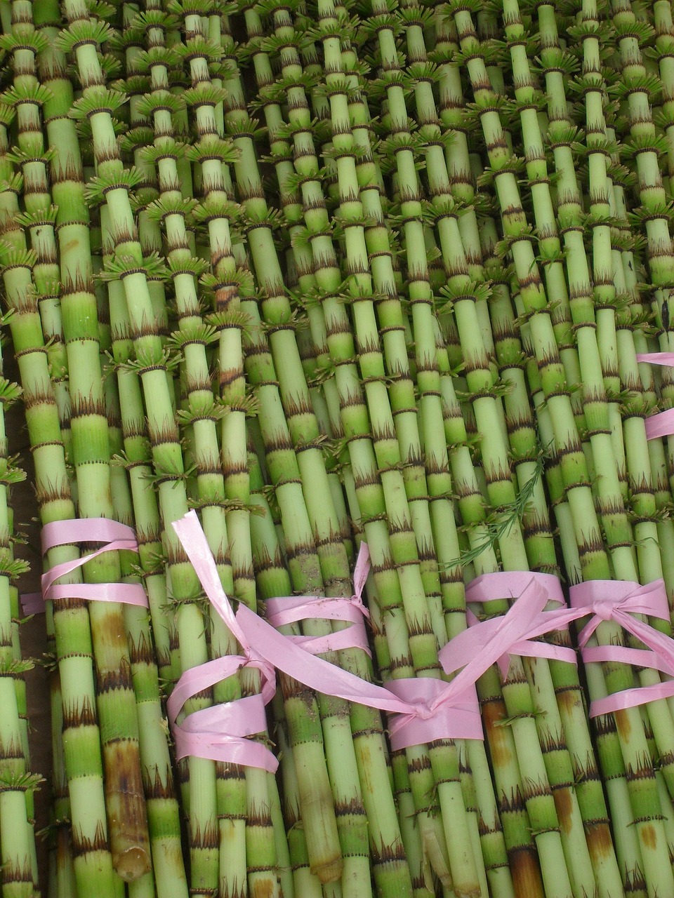 bamboo green plant free photo