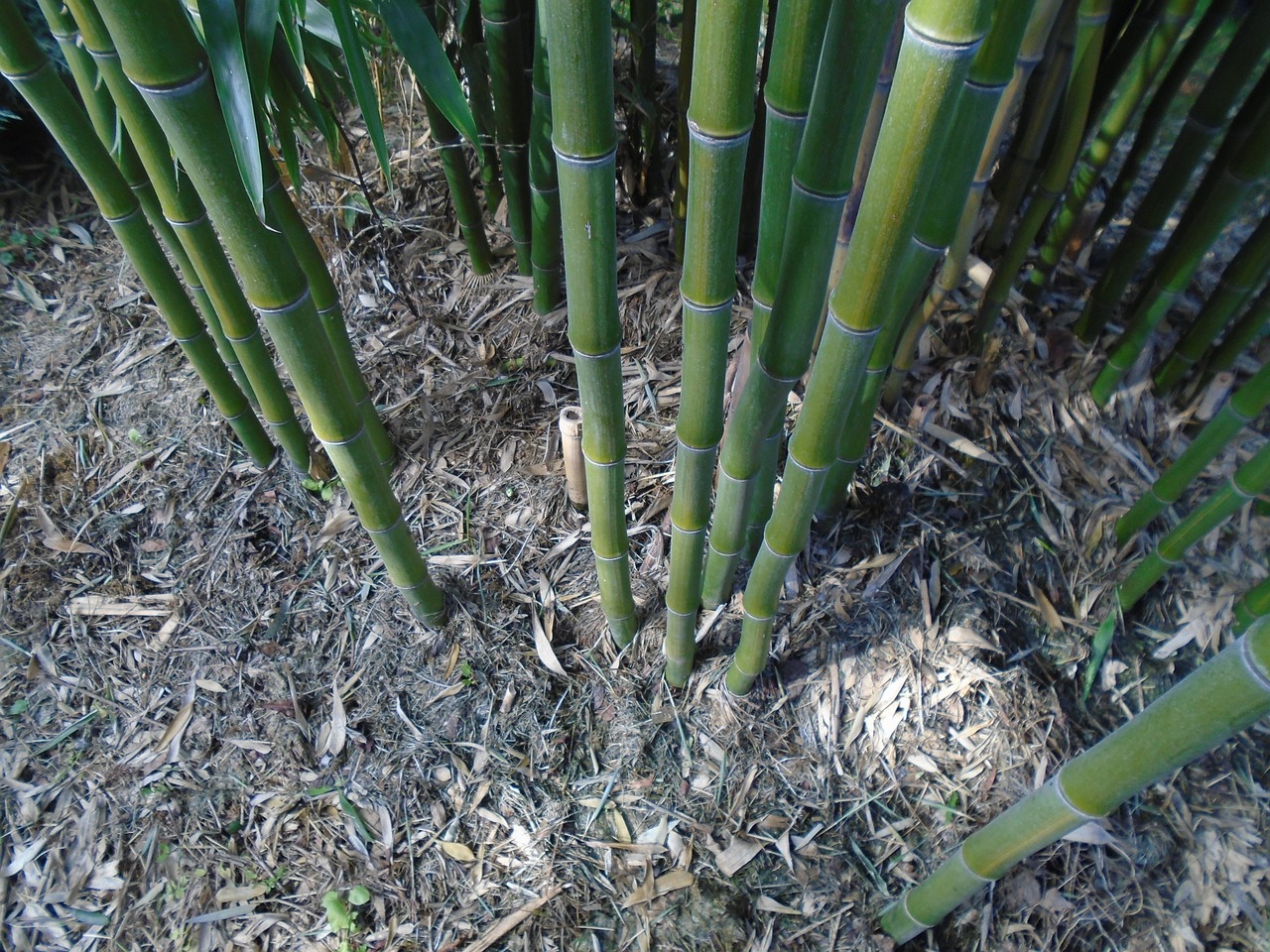 bamboo bamboo stem plant free photo