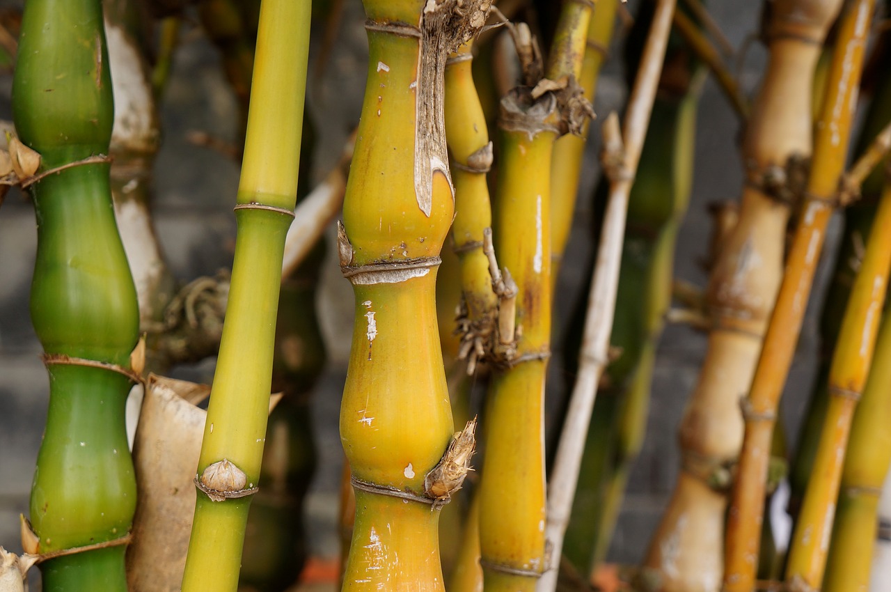 bamboo yellow background free photo