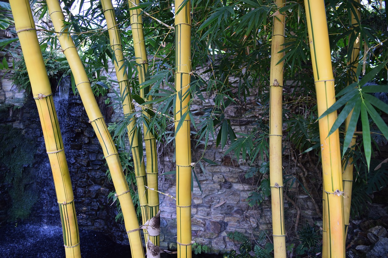 bamboo exotic strong free photo