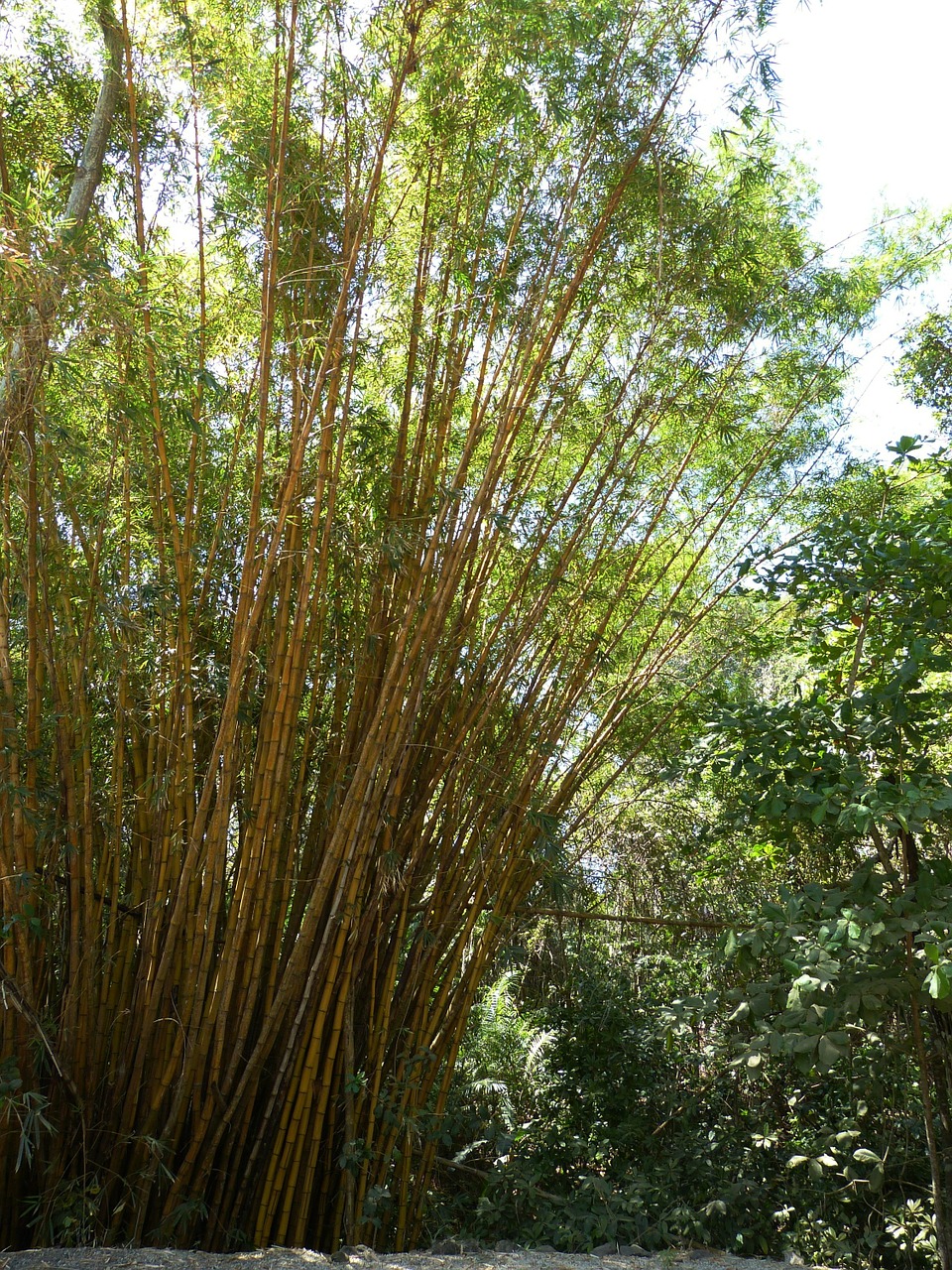 Bamboo,grass,bamboo plants,yellow,bamboo forest - free image from ...