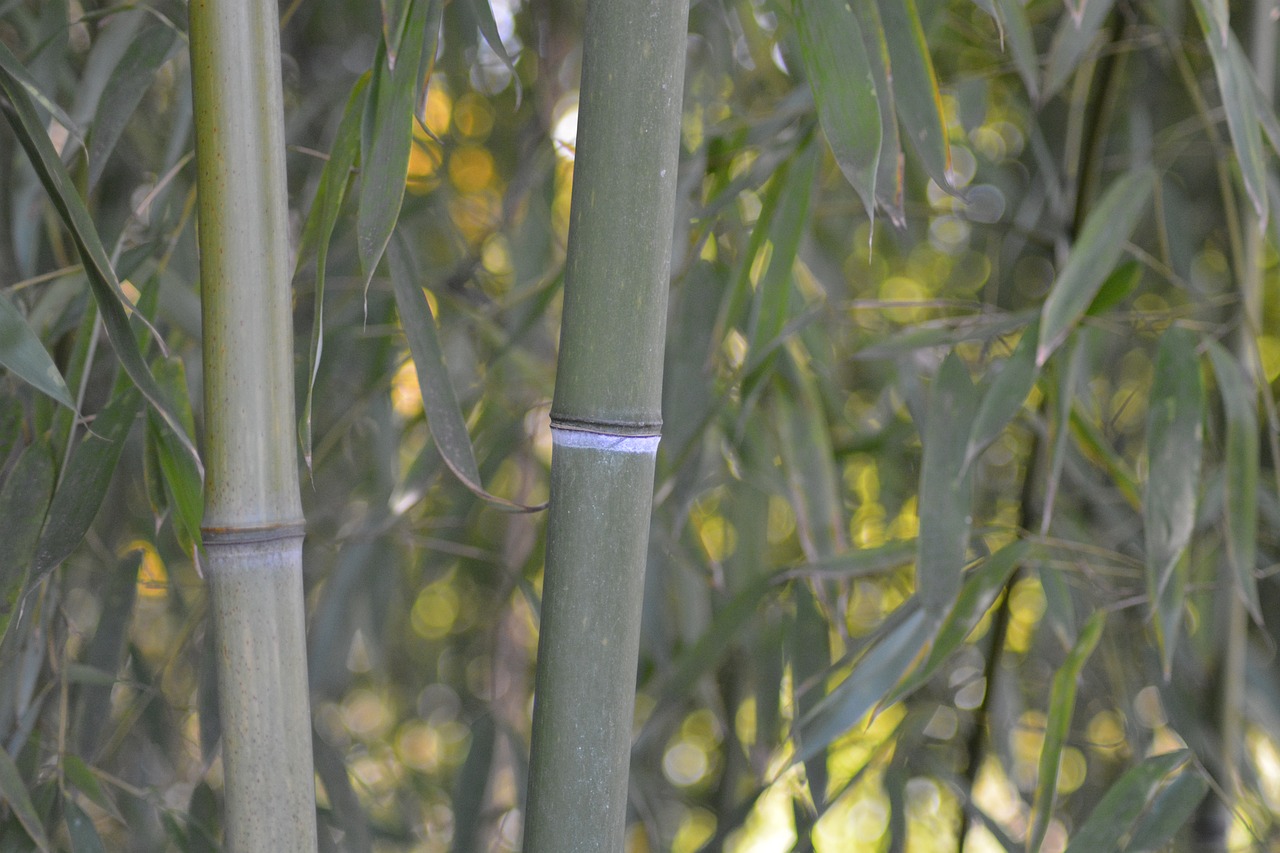 bamboo monocotyledons poaceae free photo