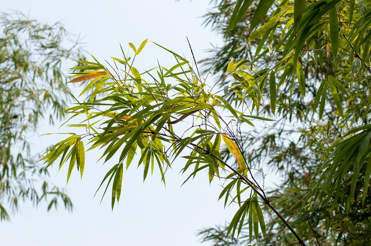 bamboo botanic garden plant free photo