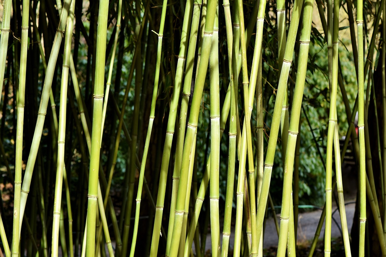 bamboo bamboo forest giant bamboo free photo