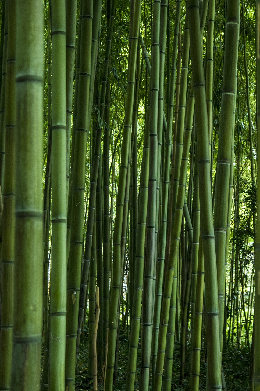 bamboo leaf nature free photo