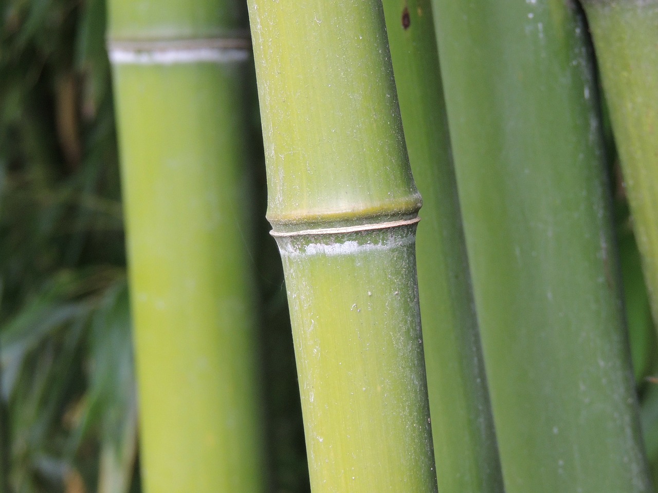 bamboo tribe green free photo