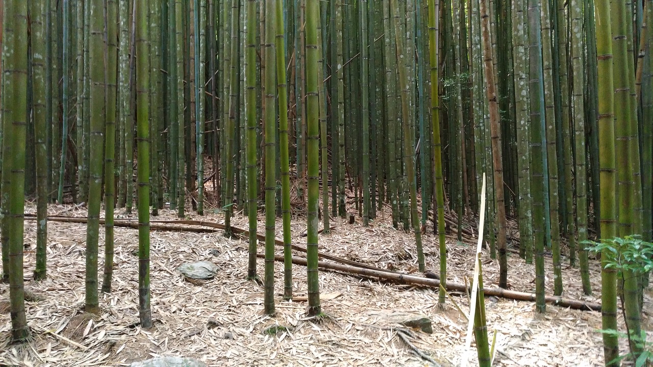 bamboo  mountain  the scenery free photo