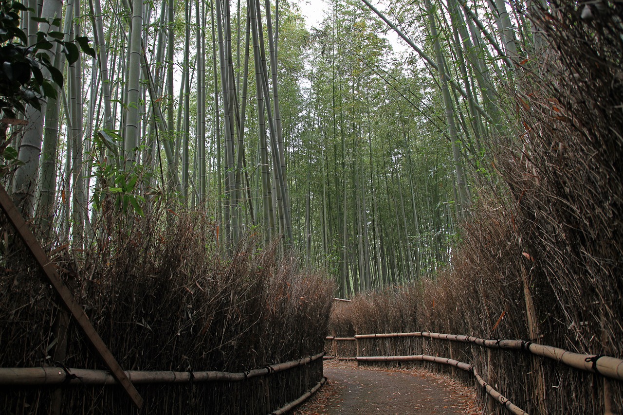 bamboo  forest  natural free photo