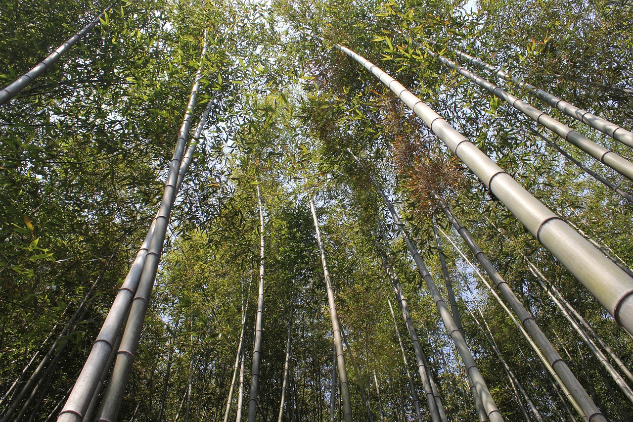 bamboo  vs grove  nature free photo