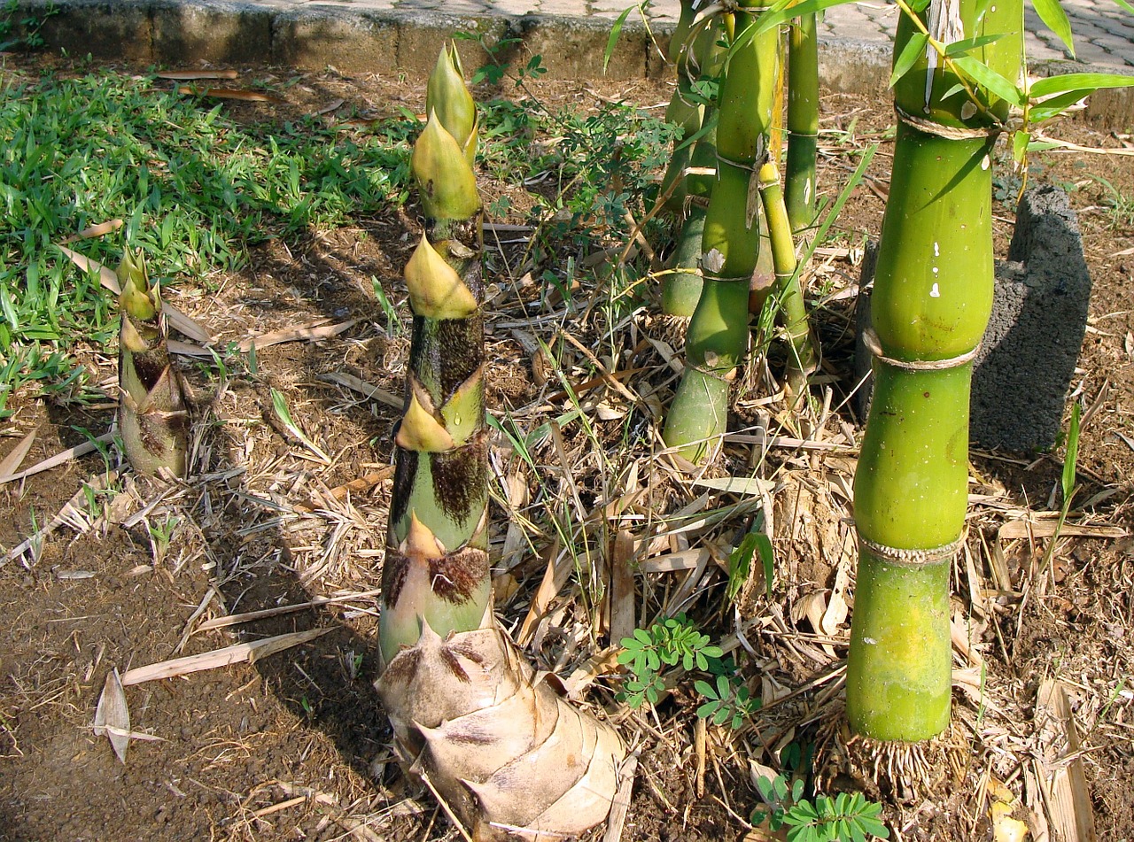 bamboo knotty bambusa vulgaris free photo