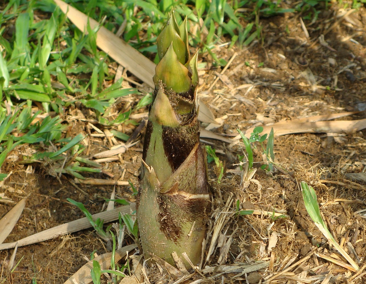 bamboo bambusa vulgaris giant buddha's belly free photo