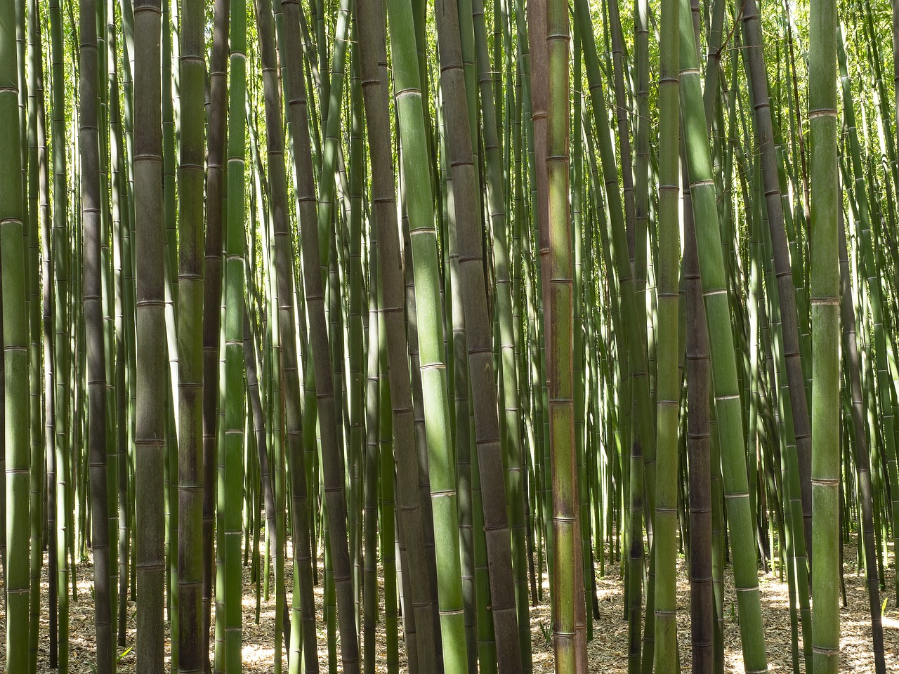 bamboo  forest  plants free photo