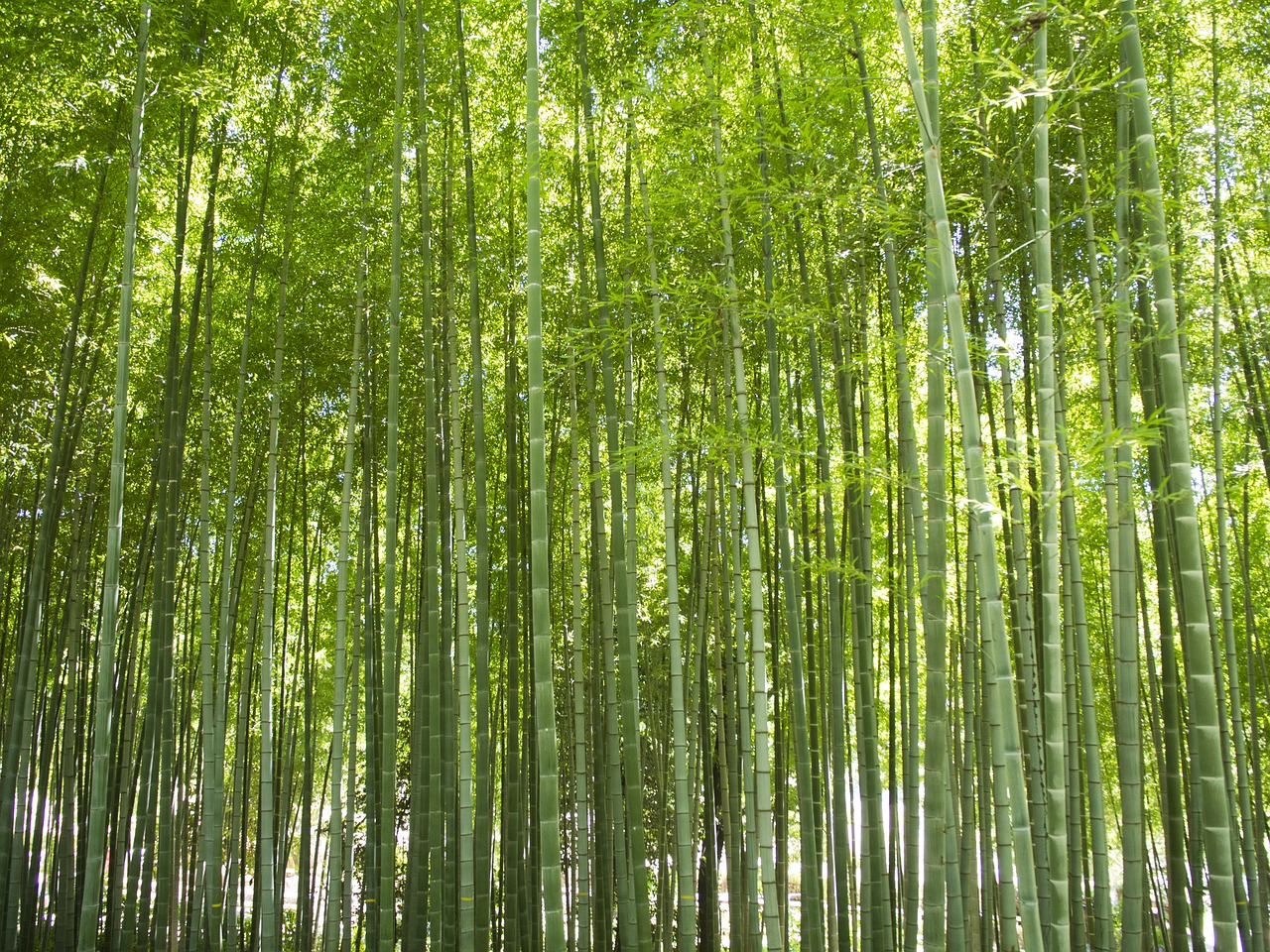 bamboo  forest  green free photo