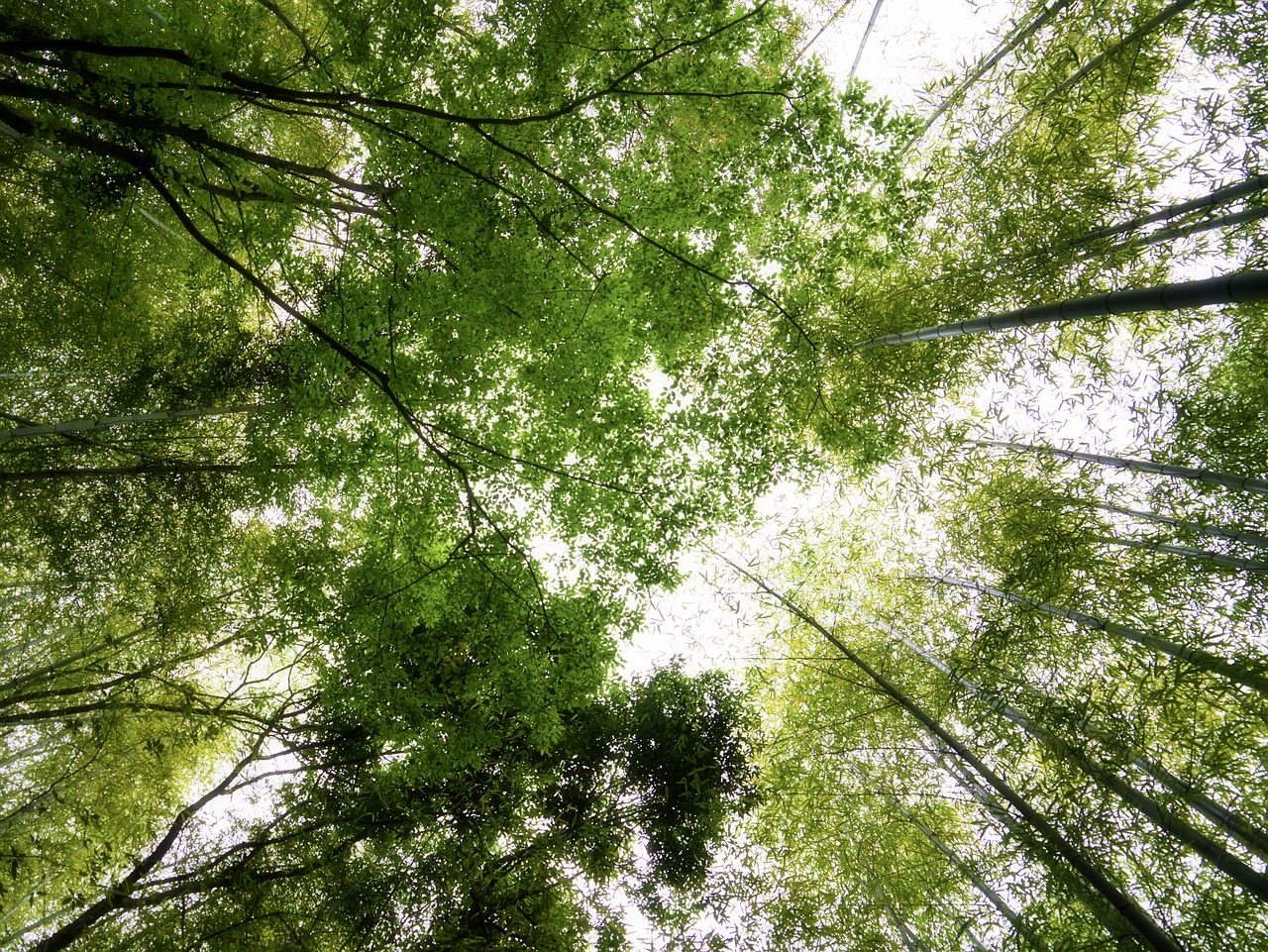 bamboo green bamboo forest free photo