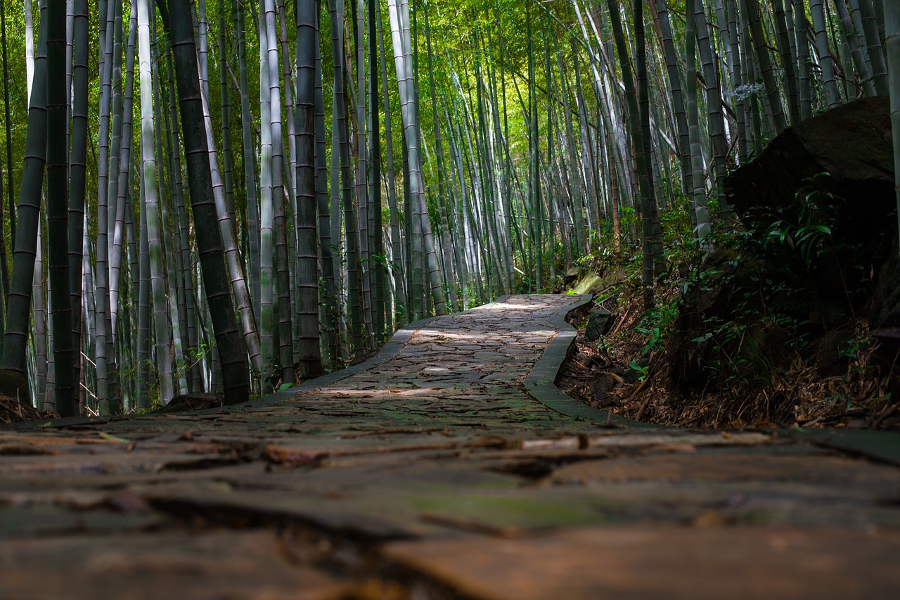 bamboo  natural  quiet free photo