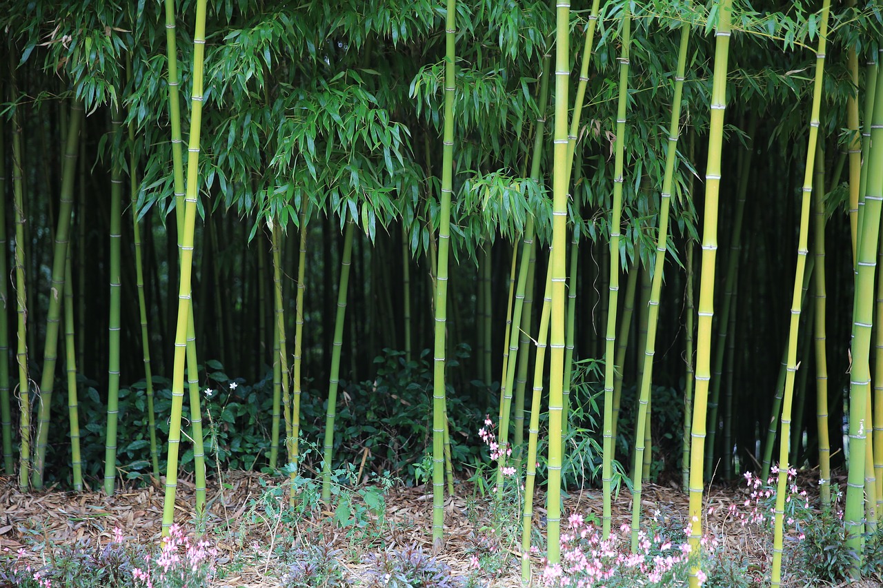 bamboo  nature  plants free photo