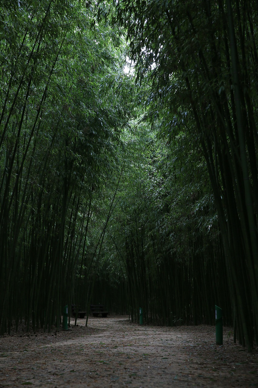 bamboo  forest  nature free photo