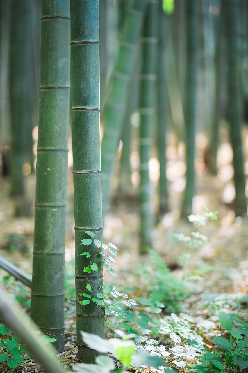 bamboo  landscape  tabitha free photo
