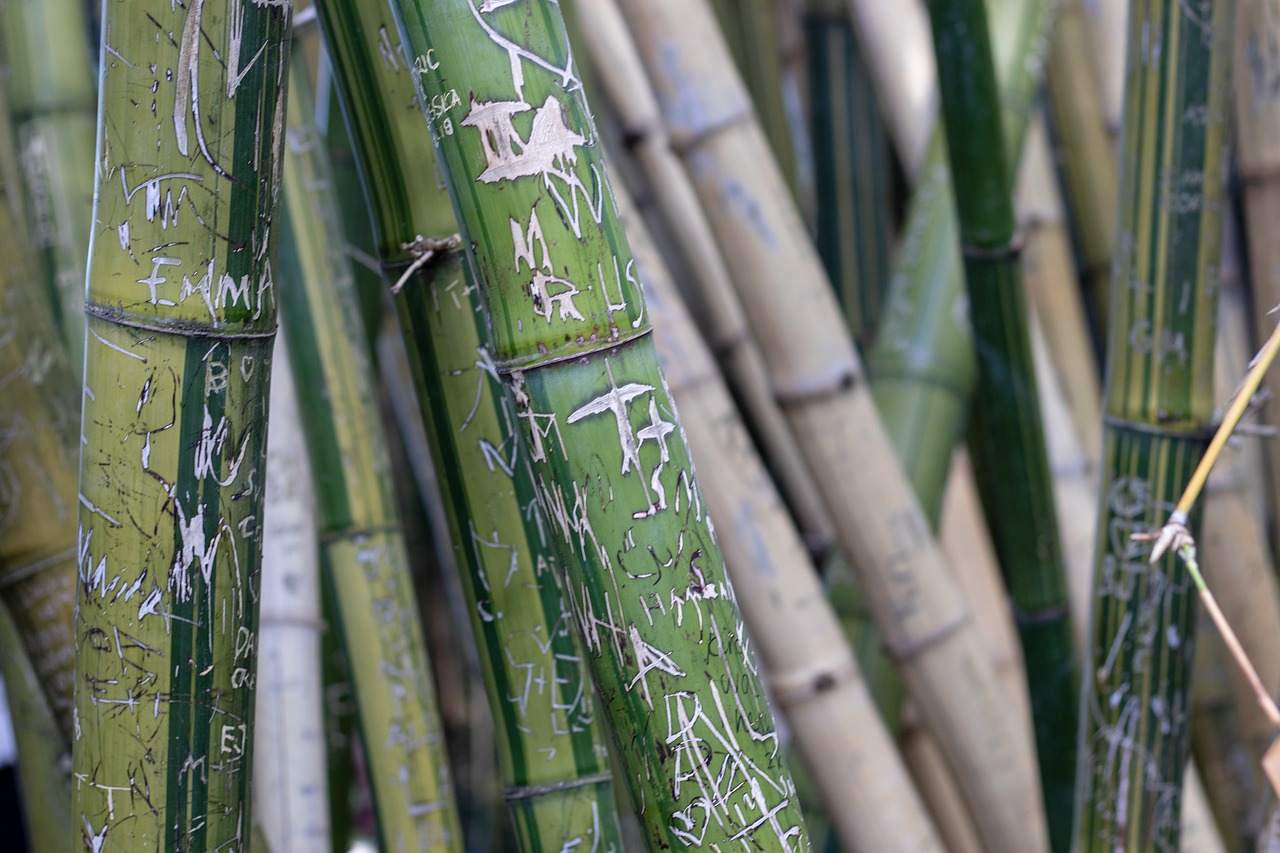 bamboo  graffiti  green free photo