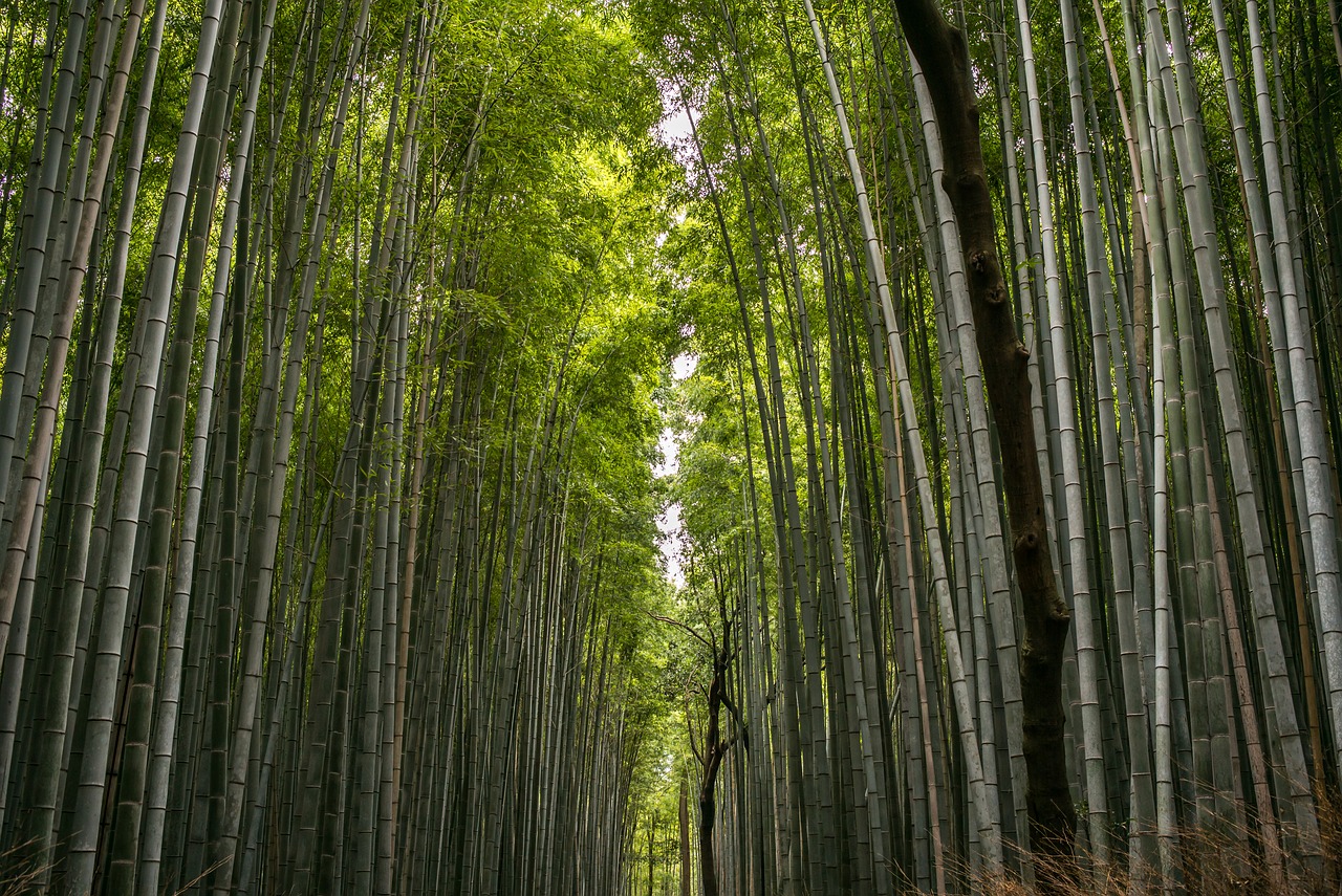 bamboo  forest  bamboo forest free photo