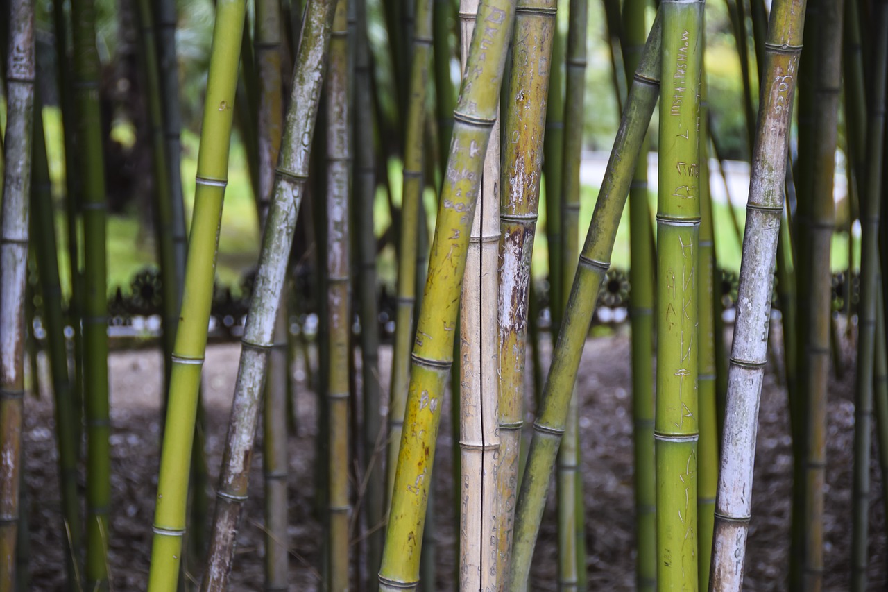 bamboo  trunk  tree free photo